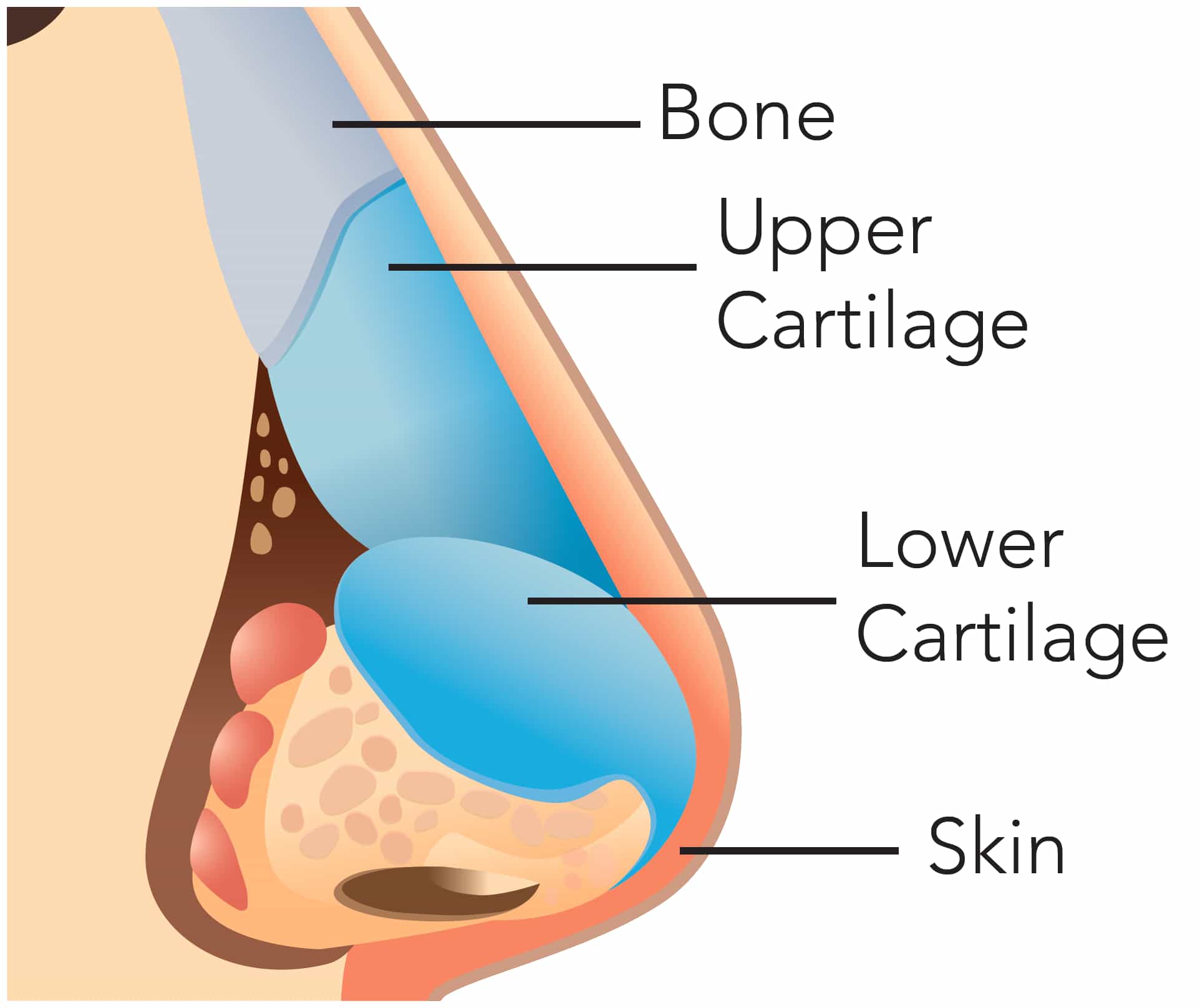 nose diagram