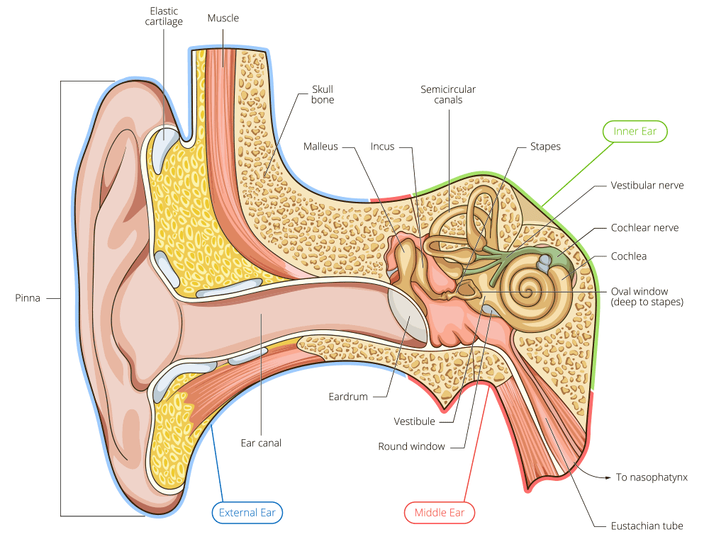 ear diagram